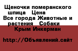 Щеночки померанского шпица › Цена ­ 25 000 - Все города Животные и растения » Собаки   . Крым,Инкерман